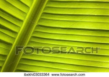 "Banana (Musa sp. ), detail of leaf, Cornwall, England, United Kingdom, Europe" View Large Photo Image Picture - "Banana (Musa sp. ), detail of leaf, Cornwall, England, United Kingdom, Europe". Fotosearch