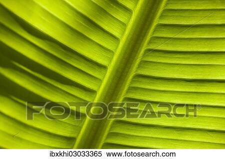 "Banana (Musa sp. ), detail of leaf, Cornwall, England, United Kingdom, Europe" View Large Photo Image Stock Photography - "Banana (Musa sp. ), detail of leaf, Cornwall, England, United Kingdom, Europe". Fotosearch