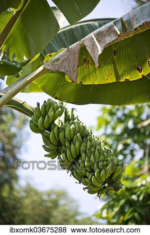 "Banana Plant (Musa paradisiaca), Peermade, Kerala, India, Asia" View Large Photo Image Stock Photo - "Banana Plant (Musa paradisiaca), Peermade, Kerala, India, Asia". Fotosearch