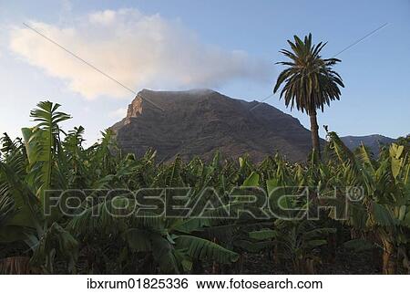 "Banana plantation in Valle Gran Ray, La Gomera, Canary Islands, Spain, Europe" View Large Photo Image Stock Photograph - "Banana plantation in Valle Gran Ray, La Gomera, Canary Islands, Spain, Europe". Fotosearch