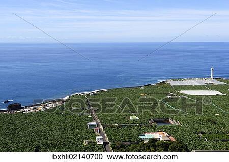 "Banana plantation near La bombilla, La Palma, Canary Islands, Spain, Europe, PublicGround, Europe" View Large Photo Image Stock Image - "Banana plantation near La bombilla, La Palma, Canary Islands, Spain, Europe, PublicGround, Europe". Fotosearch