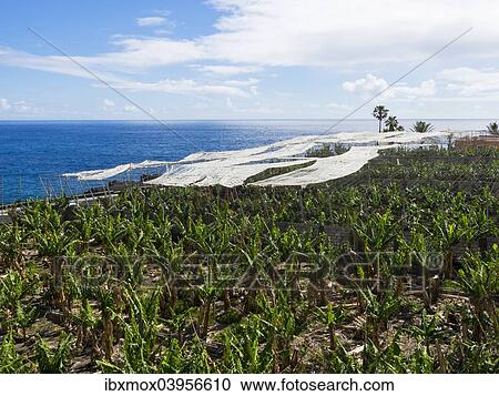 Stock Image - "Banana plantation with sunscreens in Puerto Naos, La Palma, Canary Islands, Spain, Europe". Fotosearch