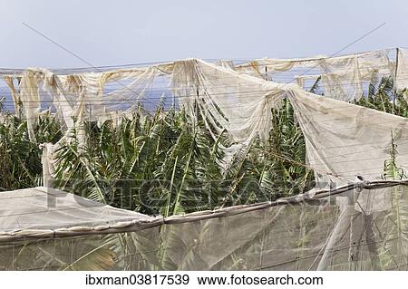 "Banana plantations shredded by wind in Puerto Naos, La Palma, Canary Islands, Spain, Europe" View Large Photo Image Stock Photo - "Banana plantations shredded by wind in Puerto Naos, La Palma, Canary Islands, Spain, Europe". Fotosearch