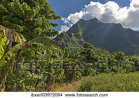 "Banana plants, Mo'orea, French Polynesia, Oceania" View Large Photo Image Picture - "Banana plants, Mo'orea, French Polynesia, Oceania". Fotosearch