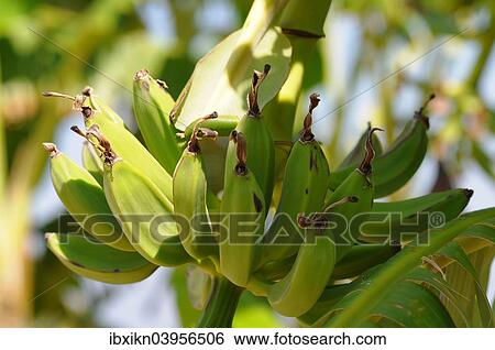 "Banana tree, banana (Musa), Kos, Greece, Europe" View Large Photo Image Stock Photograph - "Banana tree, banana (Musa), Kos, Greece, Europe". Fotosearch