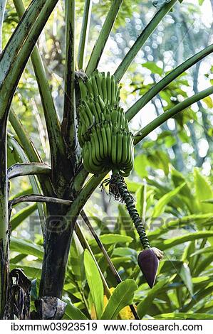 "Banana tree, banana (Musa paradisiaca), Spice Garden, Kumily, Kerala, India, Asia" View Large Photo Image Stock Photo - "Banana tree, banana (Musa paradisiaca), Spice Garden, Kumily, Kerala, India, Asia". Fotosearch