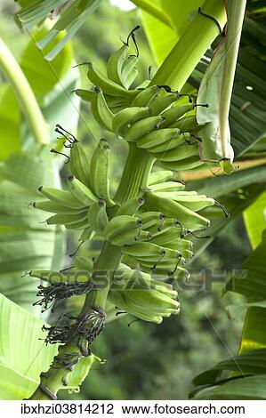 Stock Image - "Banana tree in plantation, Cuba, North America". Fotosearch