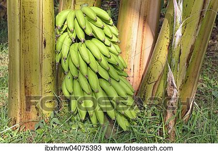 "Bananas (Musa), freshly harvested stalk, Teocelo, state of Veracruz, Mexico, North America" View Large Photo Image Stock Image - "Bananas (Musa), freshly harvested stalk, Teocelo, state of Veracruz, Mexico, North America". Fotosearch