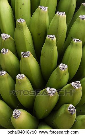 Stock Image - "Bananas (Musa), La Palma, Canary Islands, Spain, Europe". Fotosearch