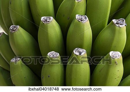 Stock Photo - "Bananas (Musa), La Palma, Canary Islands, Spain, Europe". Fotosearch