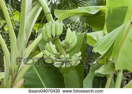 "Bananas (Musa), Ninh Thuan, Vietnam, Asia" View Large Photo Image Stock Image - "Bananas (Musa), Ninh Thuan, Vietnam, Asia". Fotosearch