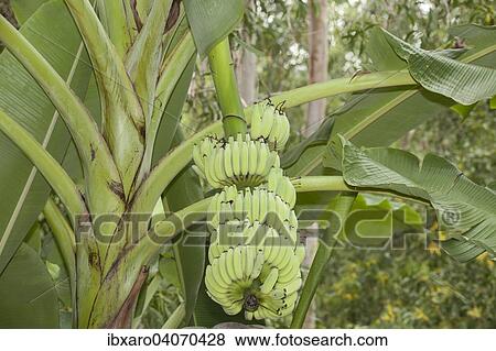 "Bananas (Musa), Ninh Thuan, Vietnam, Asia" View Large Photo Image Stock Photo - "Bananas (Musa), Ninh Thuan, Vietnam, Asia". Fotosearch