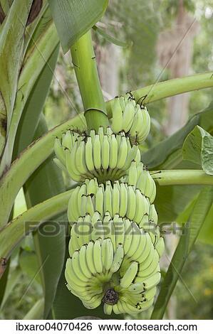 "Bananas (Musa), Ninh Thuan, Vietnam, Asia" View Large Photo Image Stock Photograph - "Bananas (Musa), Ninh Thuan, Vietnam, Asia". Fotosearch