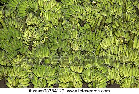 "Bananas (Musa paradisiaca sapientum) ready for transportation, Chiang Mai, Thailand, Asia" View Large Photo Image Stock Photo - "Bananas (Musa paradisiaca sapientum) ready for transportation, Chiang Mai, Thailand, Asia". Fotosearch