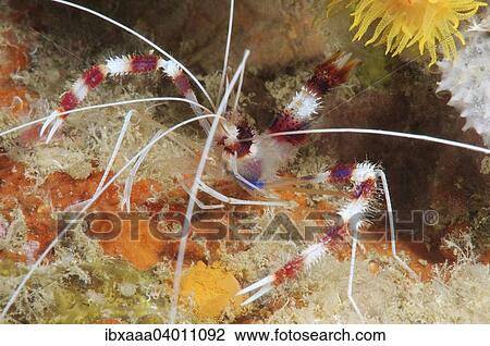 "Banded coral shrimp or banded cleaner shrimp (Stenopus hispidus), Bohol Sea, Cebu, Philippines, Asia" View Large Photo Image Stock Image - "Banded coral shrimp or banded cleaner shrimp (Stenopus hispidus), Bohol Sea, Cebu, Philippines, Asia". Fotosearch