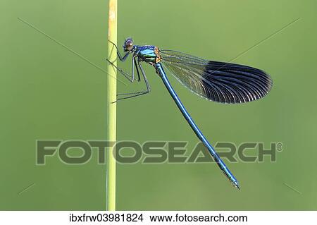 "Banded Demoiselle (Calopteryx splendens), male, Bulgaria, Europe" View Large Photo Image Picture - "Banded Demoiselle (Calopteryx splendens), male, Bulgaria, Europe". Fotosearch
