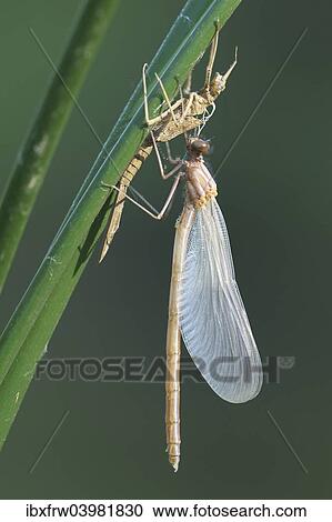 "Banded Demoiselle (Calopteryx splendens), metamorphosis, hatching, Bulgaria, Europe" View Large Photo Image Stock Image - "Banded Demoiselle (Calopteryx splendens), metamorphosis, hatching, Bulgaria, Europe". Fotosearch