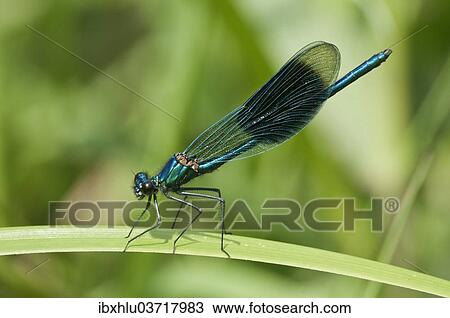 "Banded Demoiselle (Calopteryx splendens), Untergroningen, Abtsgmuend, Baden-Wurttemberg, Germany, Europe" View Large Photo Image Stock Image - "Banded Demoiselle (Calopteryx splendens), Untergroningen, Abtsgmuend, Baden-Wurttemberg, Germany, Europe". Fotosearch