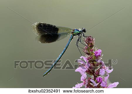 "Banded Demoiselle (Calopteryx splendens), male, Reussspitz, Maschwanden, Switzerland, Europe" View Large Photo Image Stock Image - "Banded Demoiselle (Calopteryx splendens), male, Reussspitz, Maschwanden, Switzerland, Europe". Fotosearch