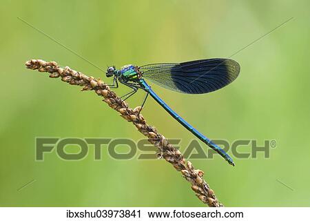 Stock Image - "Banded Demoiselle (Calopteryx splendens), male, Reuss Valley, Switzerland, Europe". Fotosearch