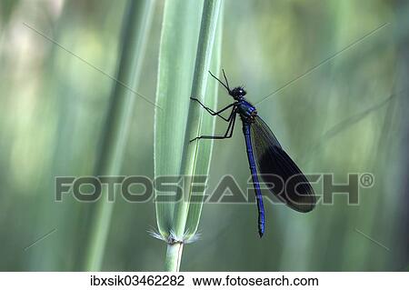 "Banded Demoiselle (Calopteryx splendens), male, Ummendorfer Ried Nature Reserve, Ummendorf, Upper Swabia, Baden-Wurttemberg, Germany, Europe" View Large Photo Image Stock Image - "Banded Demoiselle (Calopteryx splendens), male, Ummendorfer Ried Nature Reserve, Ummendorf, Upper Swabia, Baden-Wurttemberg, Germany, Europe". Fotosearch