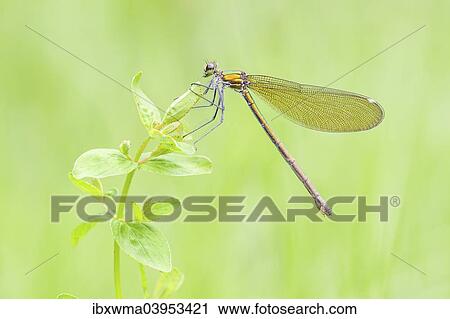 Stock Image - "Banded Demoiselle (Calopteryx splendens), female on leafy plant, North Hesse, Hesse, Germany, Europe". Fotosearch