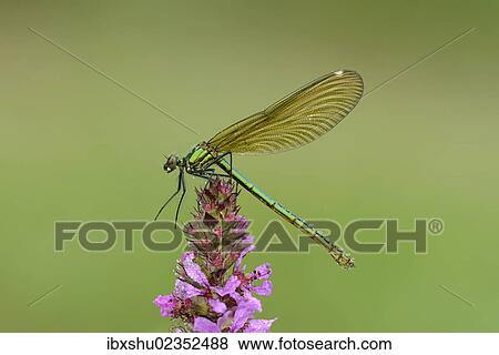 Stock Photo - "Banded Demoiselle (Calopteryx splendens), female, Reussspitz, Maschwanden, Switzerland, Europe". Fotosearch
