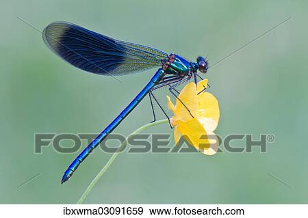 Stock Photo - "Banded Demoiselle (Calopteryx splendens), male, perched on a Buttercup flower (Ranunculus), North Hesse, Hesse, Germany, Europe". Fotosearch
