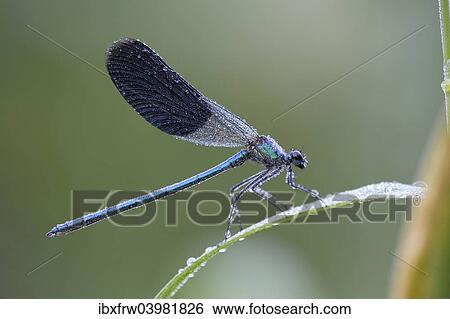 Stock Photograph - "Banded Demoiselle (Calopteryx splendens), male, with dew, Bulgaria, Europe". Fotosearch