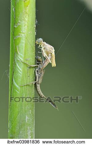 Stock Photograph - "Banded Demoiselle (Calopteryx splendens), metamorphosis, hatching, Bulgaria, Europe". Fotosearch