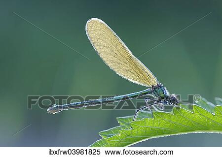 Stock Photography - "Banded Demoiselle (Calopteryx splendens), female, on nettle leaf with dew, Bulgaria, Europe". Fotosearch