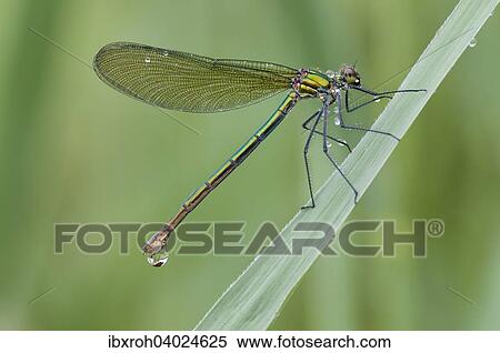 Stock Photography - "Banded Demoiselle (Calopteryx splendens) female, on blade of grass". Fotosearch