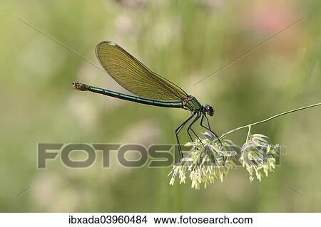 "Banded Demoiselle or Banded Agrion (Calopteryx splendens), female on a blade of grass, Huhnermoor nature reserve, North Rhine-Westphalia, Germany, Europe" View Large Photo Image Picture - "Banded Demoiselle or Banded Agrion (Calopteryx splendens), female on a blade of grass, Huhnermoor nature reserve, North Rhine-Westphalia, Germany, Europe". Fotosearch
