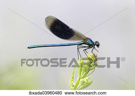 "Banded Demoiselle or Banded Agrion (Calopteryx splendens) male on a blade of grass, Huhnermoor nature reserve, North Rhine-Westphalia, Germany, Europe" View Large Photo Image Stock Image - "Banded Demoiselle or Banded Agrion (Calopteryx splendens) male on a blade of grass, Huhnermoor nature reserve, North Rhine-Westphalia, Germany, Europe". Fotosearch
