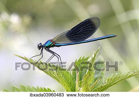 "Banded Demoiselle or Banded Agrion (Calopteryx splendens), male on a leaf, Huhnermoor nature reserve, North Rhine-Westphalia, Germany, Europe" View Large Photo Image Stock Image - "Banded Demoiselle or Banded Agrion (Calopteryx splendens), male on a leaf, Huhnermoor nature reserve, North Rhine-Westphalia, Germany, Europe". Fotosearch
