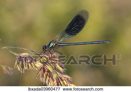 "Banded Demoiselle or Banded Agrion (Calopteryx splendens) on a blade of grass, Huhnermoor nature reserve, North Rhine-Westphalia, Germany, Europe" View Large Photo Image Stock Photo - "Banded Demoiselle or Banded Agrion (Calopteryx splendens) on a blade of grass, Huhnermoor nature reserve, North Rhine-Westphalia, Germany, Europe". Fotosearch