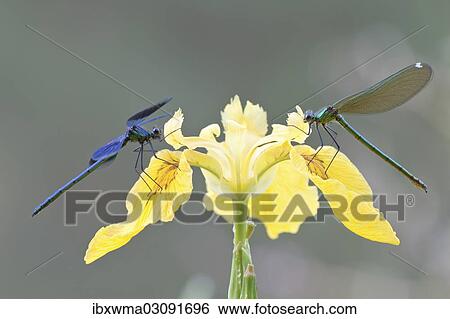 Stock Photograph - "Banded Demoiselles (Calopteryx splendens), male and female on an iris, North Hesse, Hesse, Germany, Europe". Fotosearch
