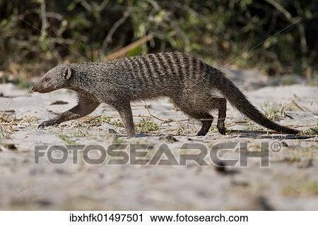 "Banded mongoose (Mungos mungo), Chobe National Park, Botswana, Africa" View Large Photo Image Stock Image - "Banded mongoose (Mungos mungo), Chobe National Park, Botswana, Africa". Fotosearch
