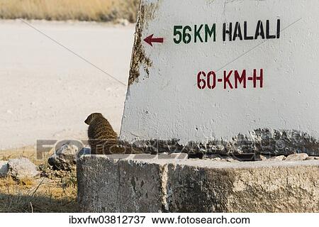 "Banded mongoose (Mungos mungo) sitting next to a sign, Etosha National Park, Namibia, Africa" View Large Photo Image Stock Photo - "Banded mongoose (Mungos mungo) sitting next to a sign, Etosha National Park, Namibia, Africa". Fotosearch