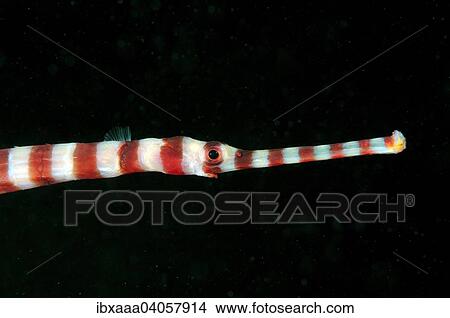 "Banded Pipefish or Ringed Pipefish (Dunckerocampus dactyliophorus), Bohol Sea, Philippines, Asia" View Large Photo Image Picture - "Banded Pipefish or Ringed Pipefish (Dunckerocampus dactyliophorus), Bohol Sea, Philippines, Asia". Fotosearch