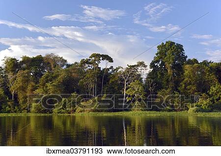 "Bank of the Rio Solimoes river with flooded Varzea forest, Mamiraua National Park, Manaus, Amazonas, Brazil, South America" View Large Photo Image Stock Image - "Bank of the Rio Solimoes river with flooded Varzea forest, Mamiraua National Park, Manaus, Amazonas, Brazil, South America". Fotosearch
