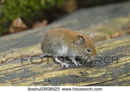 "Bank vole (Myodes glareolus), Croatia, Europe" View Large Photo Image Stock Image - "Bank vole (Myodes glareolus), Croatia, Europe". Fotosearch
