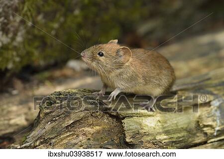 Stock Photo - "Bank vole (Myodes glareolus), Croatia, Europe". Fotosearch