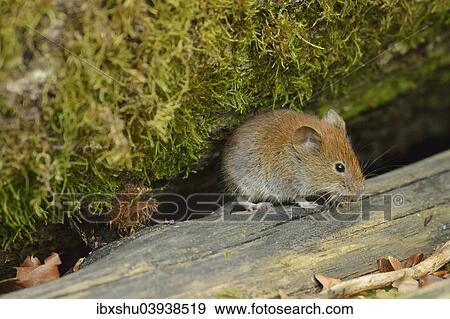"Bank vole (Myodes glareolus), Croatia, Europe" View Large Photo Image Stock Photo - "Bank vole (Myodes glareolus), Croatia, Europe". Fotosearch