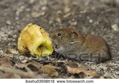 Stock Photo - "Bank vole (Myodes glareolus) eating an apple cores, Croatia, Europe". Fotosearch