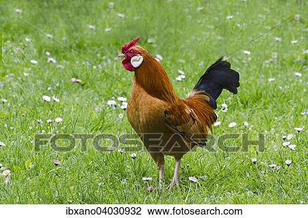 "Bantam chicken (Gallus gallus f. domestica), cock, Tyrol, Austria, Europe" View Large Photo Image Stock Image - "Bantam chicken (Gallus gallus f. domestica), cock, Tyrol, Austria, Europe". Fotosearch