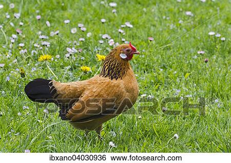 "Bantam chicken (Gallus gallus f. domestica), hen, Tyrol, Austria, Europe" View Large Photo Image Stock Photograph - "Bantam chicken (Gallus gallus f. domestica), hen, Tyrol, Austria, Europe". Fotosearch