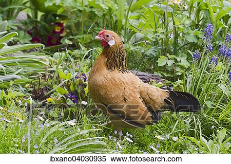 Stock Photography - "Bantam chicken (Gallus gallus f. domestica), hen, Tyrol, Austria, Europe". Fotosearch