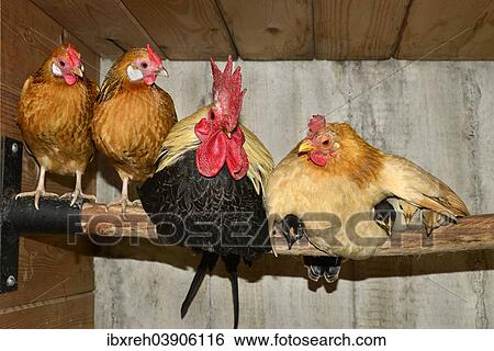 Stock Photograph - "Bantam or Chabo, with chicks in the barn, Tyrol, Austria, Europe". Fotosearch