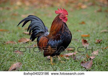 "Bantam rooster (Gallus gallus f. Domestica), captive, Bavaria, Germany, Europe" View Large Photo Image Stock Photograph - "Bantam rooster (Gallus gallus f. Domestica), captive, Bavaria, Germany, Europe". Fotosearch